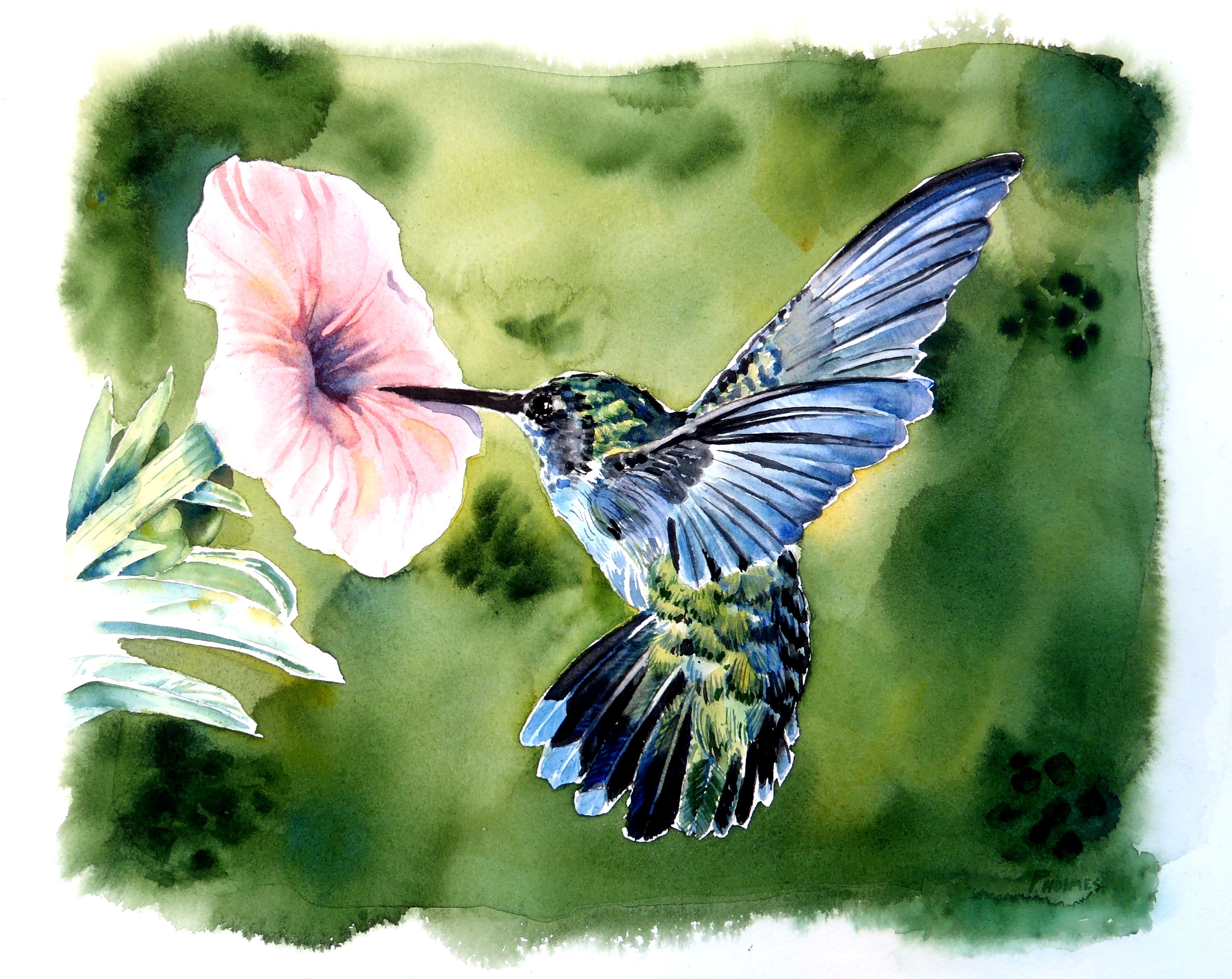Hummingbird